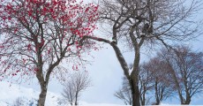 декоративные деревья зимой