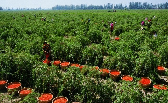сбор урожая годжи в Китае