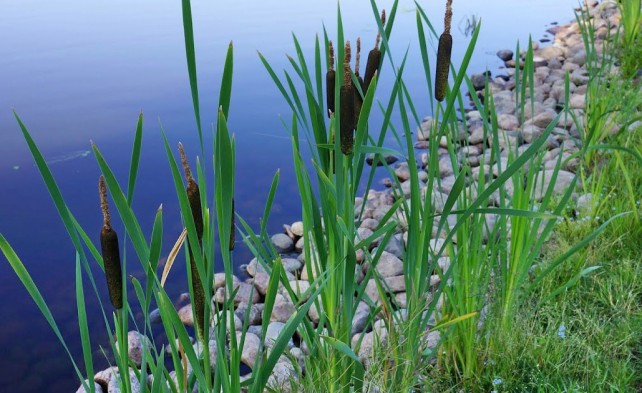 Прибрежные растения в водоемах- камыш, рогоз и прочие