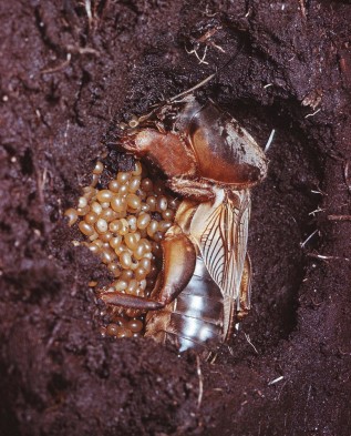 mole cricket gryllotalpa gryllotalpa female egg deposition in the EBKAAB