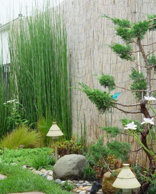 хвощ в японском саду