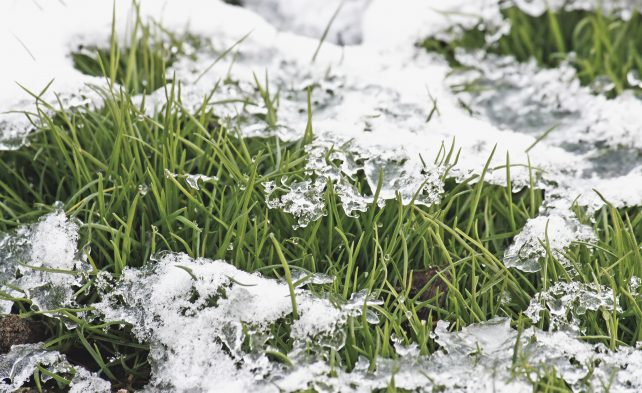 газон под снегом
