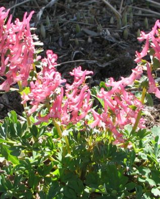 c. solida nettleton pink