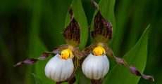 Башмачки – орхидеи для сада