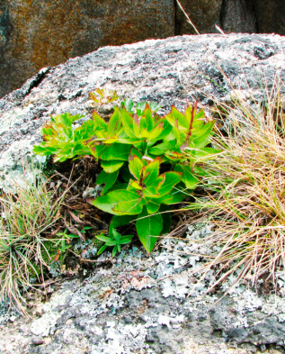 Растения на камнях