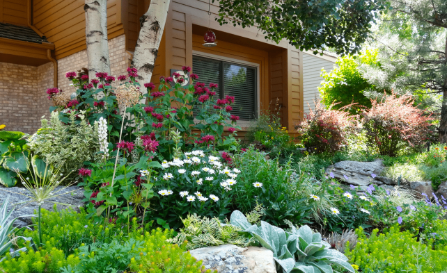 Вербейник — изящные цветки в тени сада