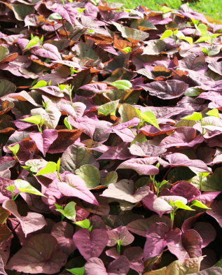 Разноцветные листья батата