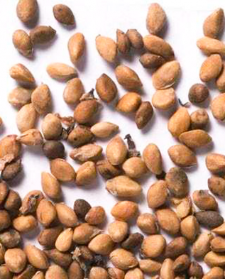Семена шелковицы