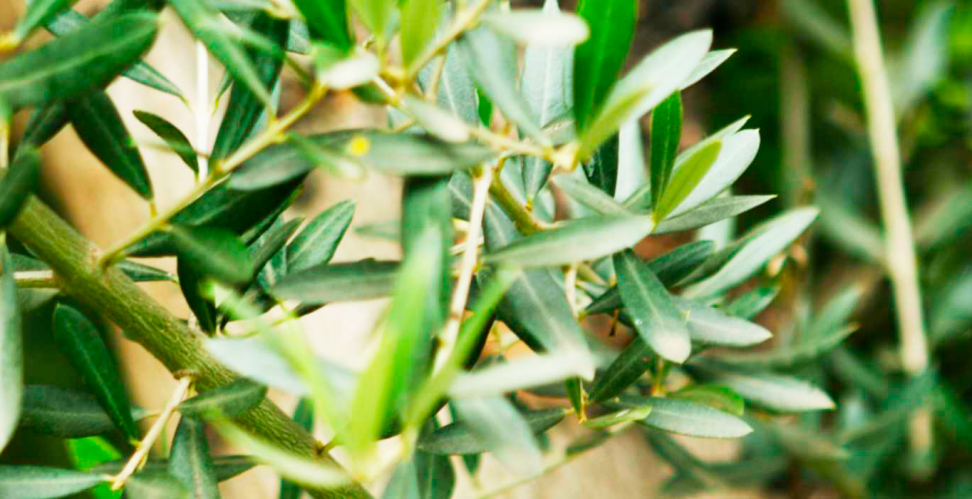 Листья оливкового дерева