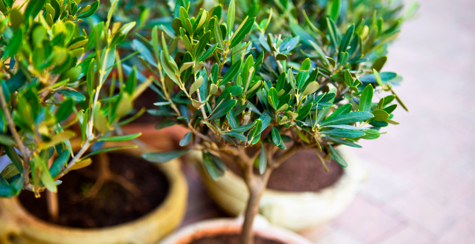 Как вырастить оливковое дерево в комнатных условиях