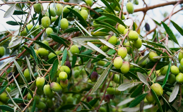 Зелёные плоды оливкового дерева