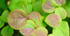 Багряник японский: цветные и пахучие листья
