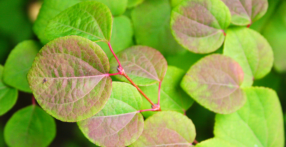 Багряник японский: цветные и пахучие листья