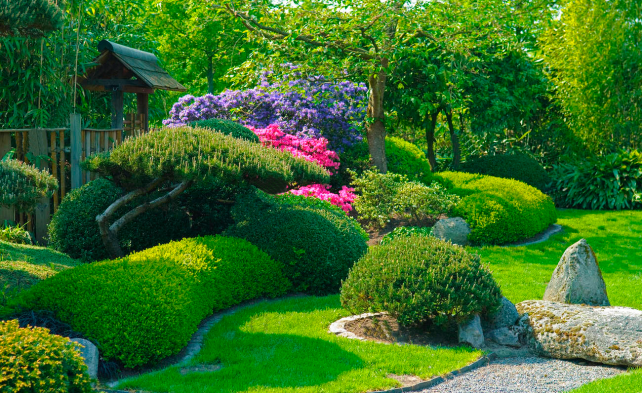 Сосна горная в японском саду