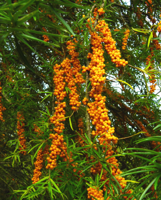 Иволистная облепиха (H. salicifolia)