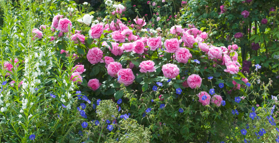 Роза Gertrude Jekyll в окружении кипрея и герани