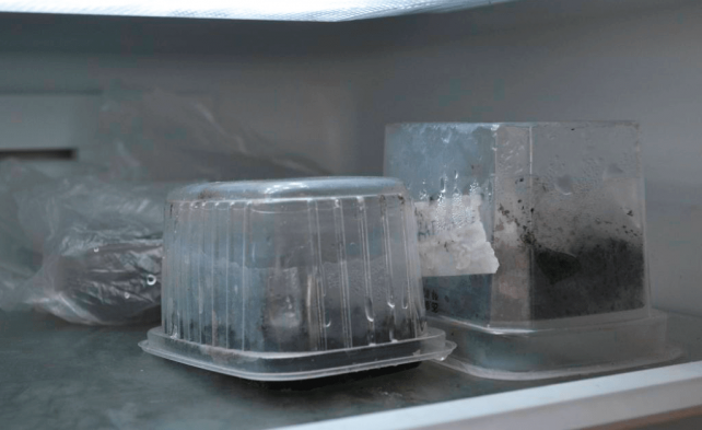 Стратификация семян в холодильнике