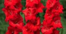 Гладиолус: цветок с мужским характером