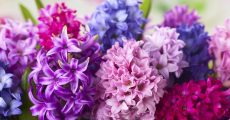 Гиацинт – миниатюрные лилии в одном соцветии