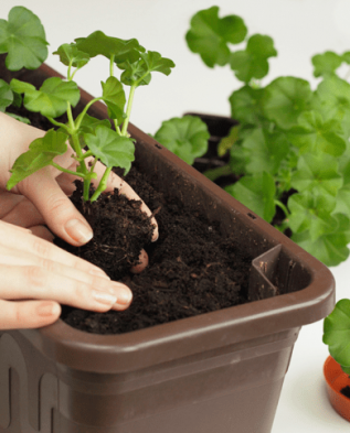 Как выращивать пеларгонию в домашних условиях?