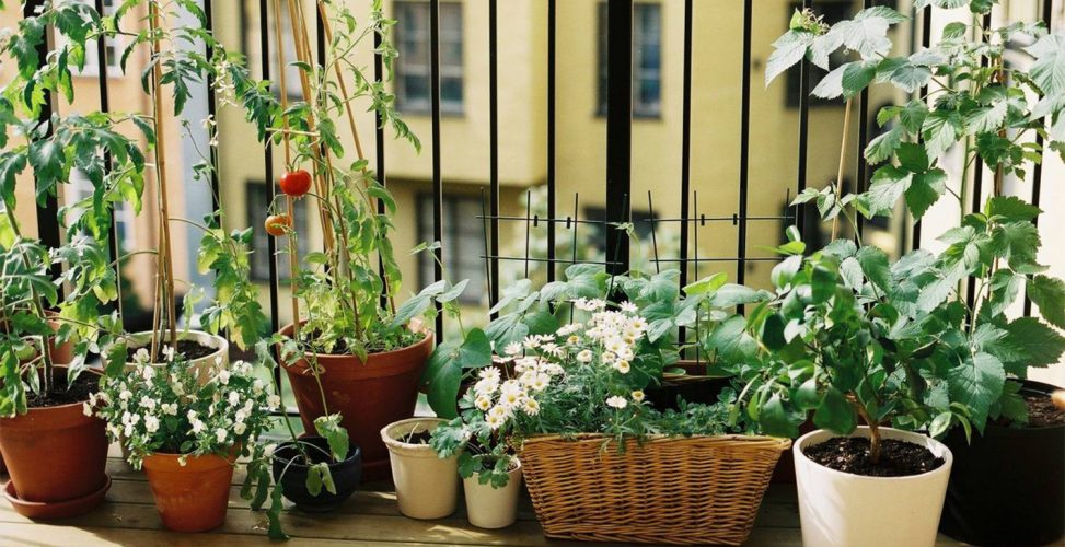 Овощи на балконе: подходящие сорта и секреты урожая томатов, баклажанов, перцев и т. д. в контейнерах