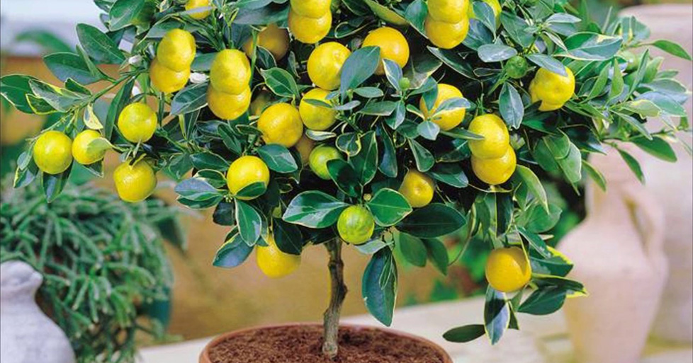 плодоносящее лимонное дерево