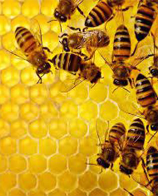 изготовление мёда пчелами