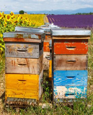 ульи пчёл у полей с подсолнухами