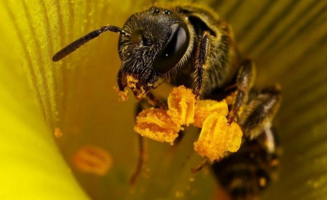 для чего пчелы опыляют цветы