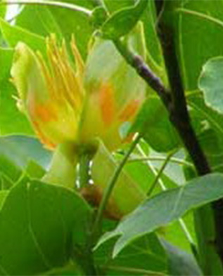 цветок китайского лириодендрона