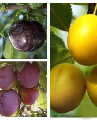 разновидности плодов сливы 