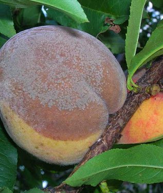 монилиоз на персиковом дереве