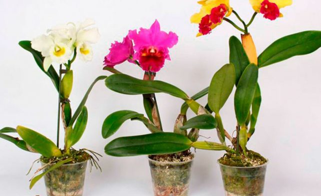 виды орхидеи каттлея