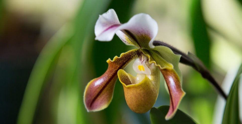 вид орхидеи пафиопедилум