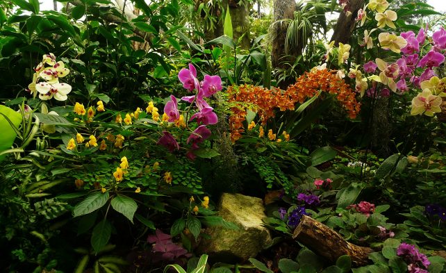 орхидеи в природе