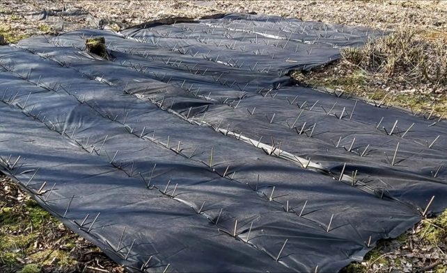 защита почвы от заморозков укрытием