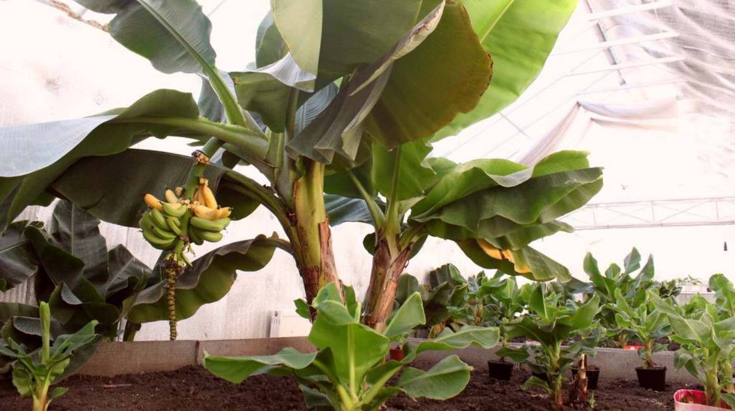 Как вырастить банан на подоконнике дома: простые шаги и советы