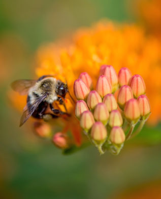 привлечение пчел в свой сад