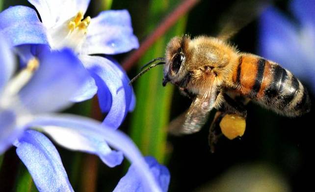опыление сада с помощью пчел