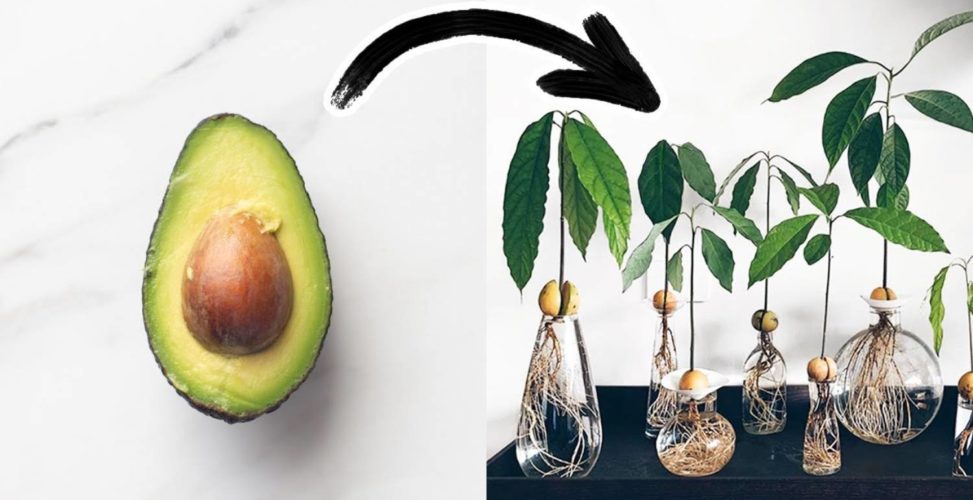 Как вырастить авокадо из косточки