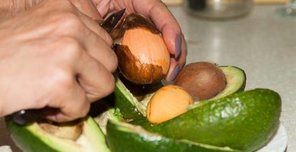Методы проращивания авокадо