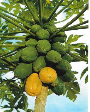 дерево гавайской папайи
