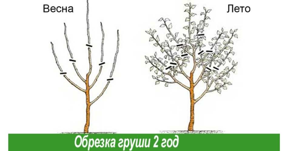 Размножение грушевых деревьев: