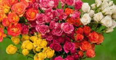 Бордюрна троянда, як посадити та виростити найкращі сорти фото опис
