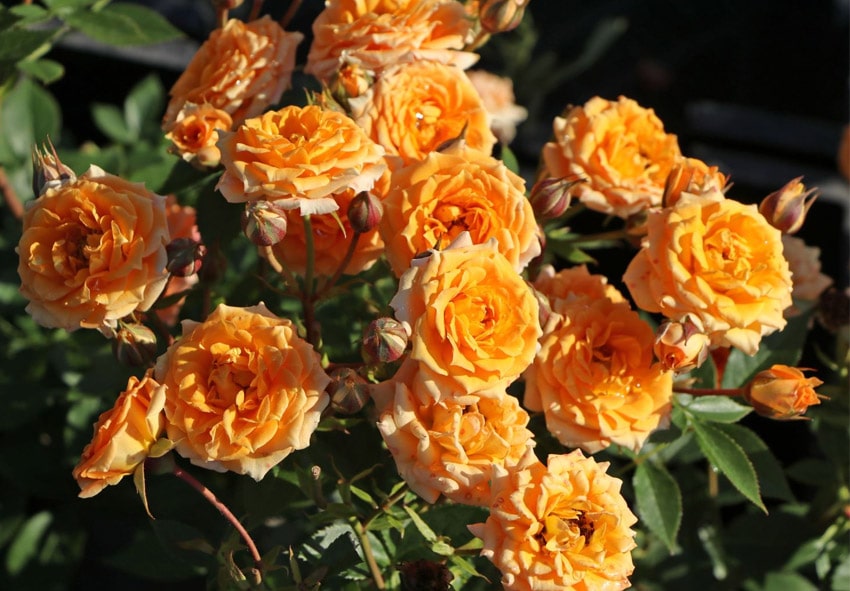 Троянда Clementine фото опис