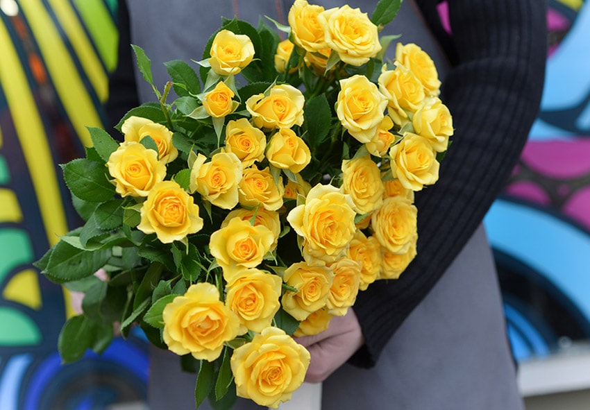 Троянда Yellow Doll фото опис