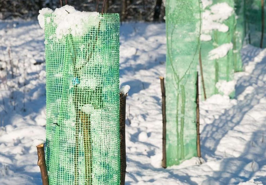 Як підготувати дерева до зими фото опис