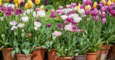 Як посадити тюльпани в горщик: поради, секрети та правила фото опис